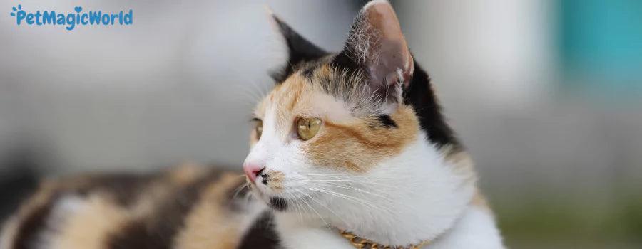 Cat Collars - Petmagicworld