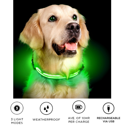 Anything Pets LED Rechargeable Dog Collar
