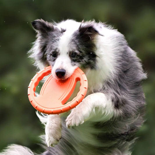 Steering Wheel Rubber Throw Toy Interactive Dog Flying Disc - Petmagicworld