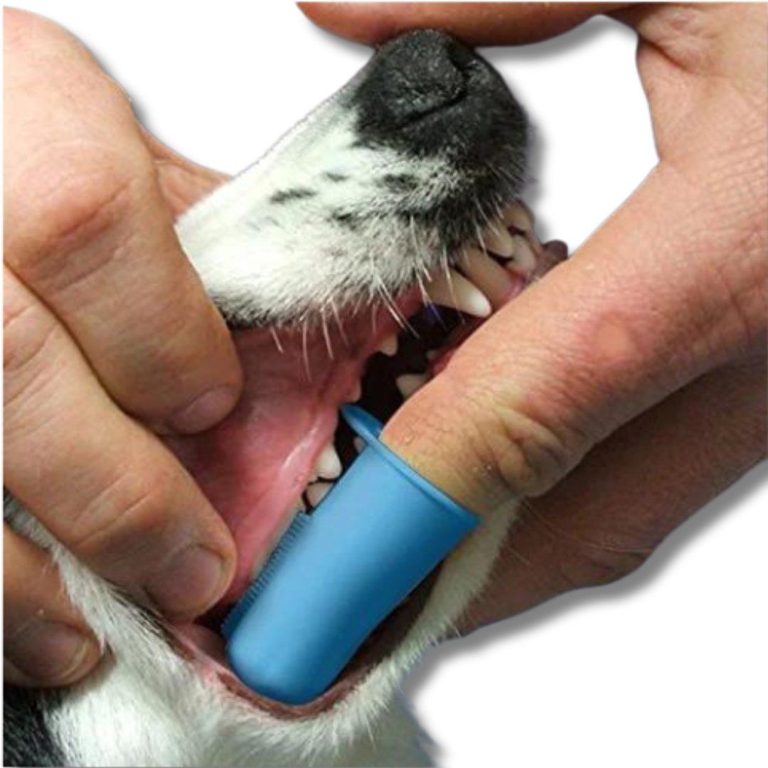 Canine Clean Fingerbrush - Petmagicworld