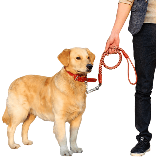 Leather Dog Collar And Leash - Petmagicworld