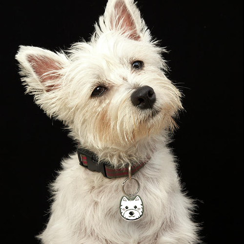 West Highland Terrier - Petmagicworld